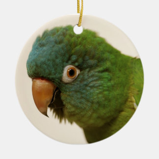 ornamento Azul-coroado de Conure
