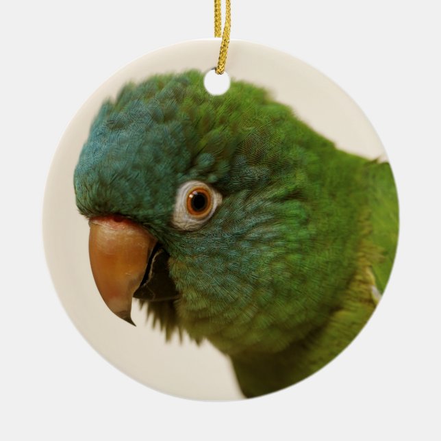 ornamento Azul-coroado de Conure (Frente)