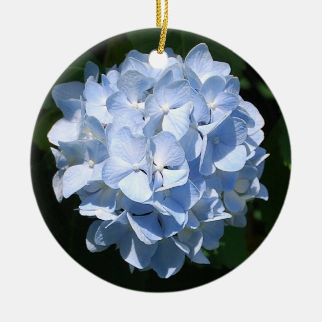 Ornamento azul do Hydrangea (Frente)