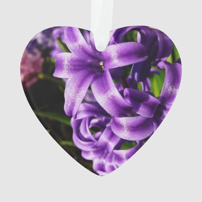 Ornamento Azul Hyacinth II Primavera Floral (Verso)