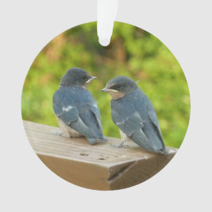Ornamento Baby Barn Swallow Nature Bird Fotografia