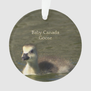 Ornamento Baby Canada Goose Photo Ornament