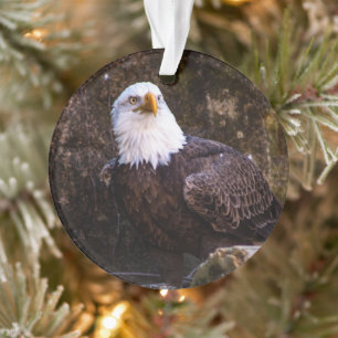 Ornamento Bald Eagle