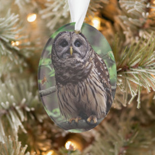 Ornamento Barred Owl