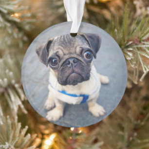 Ornamento Bebês Mais Pobres   Baby Pug