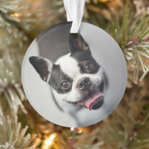 Ornamento Bebês Mais Pobres Boston Buldog Smile
