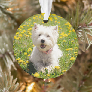 Ornamento Bebês Mais Pobres Cachorro Ocidental em Dandelio
