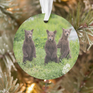 Ornamento Bebês Mais Pobres Camchatka Brown Bear Cubs