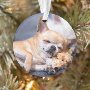 Ornamento Bebês Mais Pobres Cão Chihuahua de cabelos verme