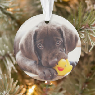 Ornamento Bebês Mais Pobres Chocolate Labrador Puppy
