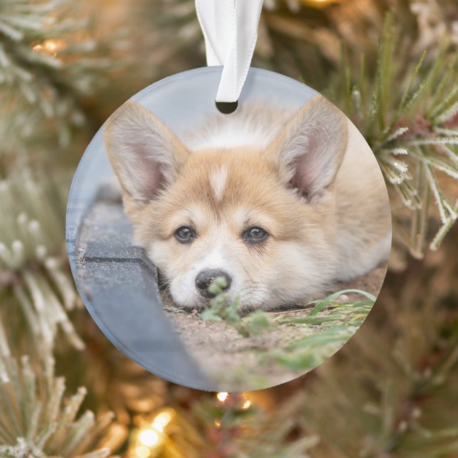 Ornamento Bebês Mais Pobres | Corgi Lay in the Yard (Árvore)