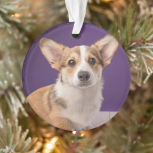 Ornamento Bebês Mais Pobres Corgi Puppy em roxo