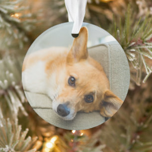 Ornamento Bebês Mais Pobres   Corgi Puppy no sofá