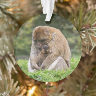 Ornamento Bebês Mais Pobres Família Barbary Macaque