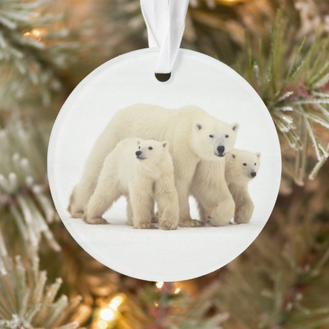 Ornamento Bebês Mais Pobres | Família de Ursos Polares (Árvore)