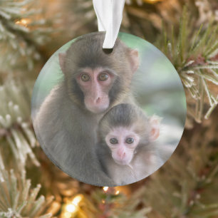 Ornamento Bebês Mais Pobres   Macacos Japoneses