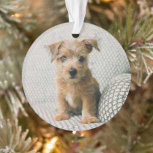 Ornamento Bebês Mais Pobres Norfolk Terrier Puppy
