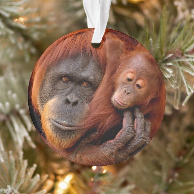 Ornamento Bebês Mais Pobres | Orangutan Mãe e Bebê (Árvore)