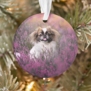 Ornamento Bebês Mais Pobres Pekingese Puppy