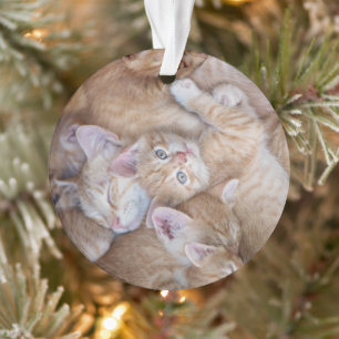 Ornamento Bebês Mais Pobres   Película De Gato Laranja