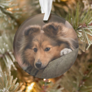 Ornamento Bebês Mais Pobres Shetland Sheepdog Puppy