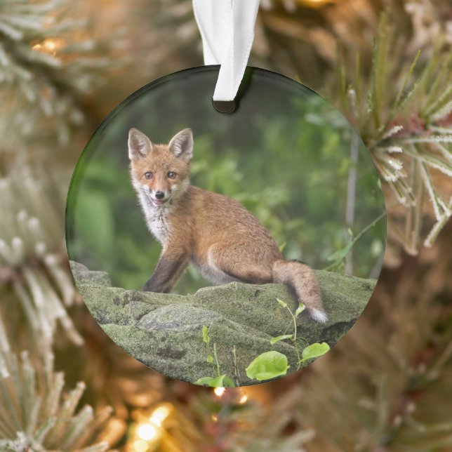 Ornamento Bebês Mais Pobres | Sorriso De Raposa (Árvore)