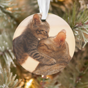 Ornamento Bebês Mais Pobres Tabby Kitten Kiss