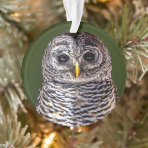 Ornamento Bebês Mais Pobres Tawny Owl