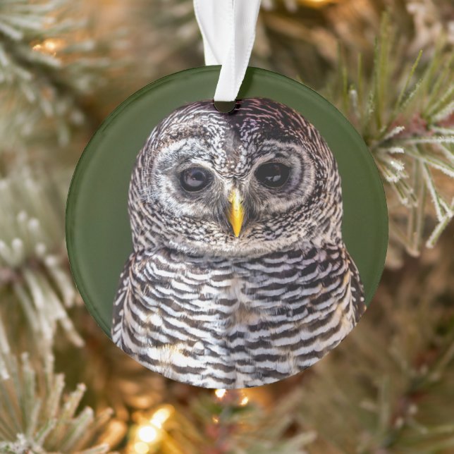 Ornamento Bebês Mais Pobres | Tawny Owl (Árvore)