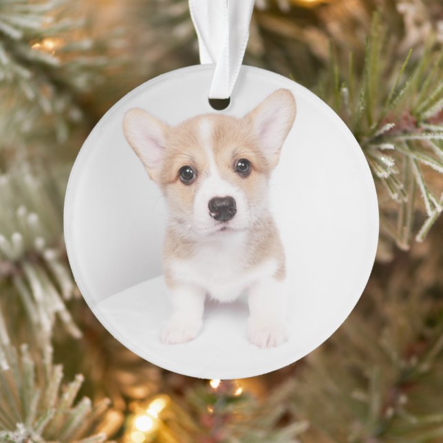 Ornamento Bebês Mais Pobres | Tiny Corgi (Árvore)