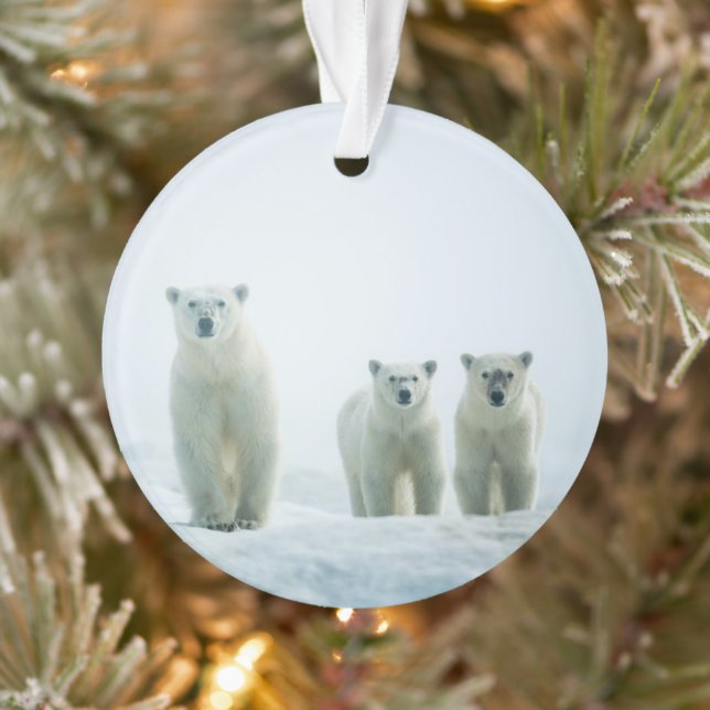 Ornamento Bebês Mais Pobres | Três Ursos Polares Jovens (Árvore)
