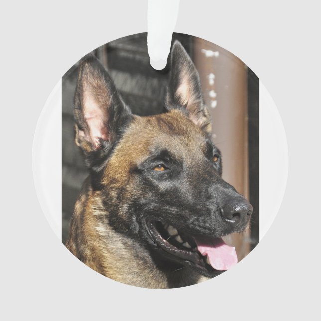 Ornamento belga malinois.png (Frente)