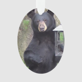 Ornamento Belo Urso Negro Gostando do Snack