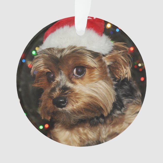 Ornamento Belo Yorkie com Santa Hat (Frente)