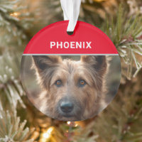 Berger Picard Dog's Name e Photo Christmas