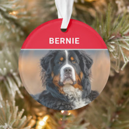 Ornamento Bernese Mountain Dog's name e Photo Christmas