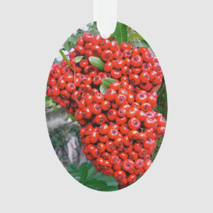 Ornamento Berries Red Pyracantha