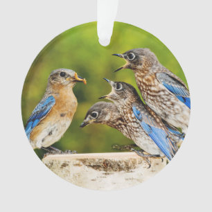 Ornamento Bluebird oriental