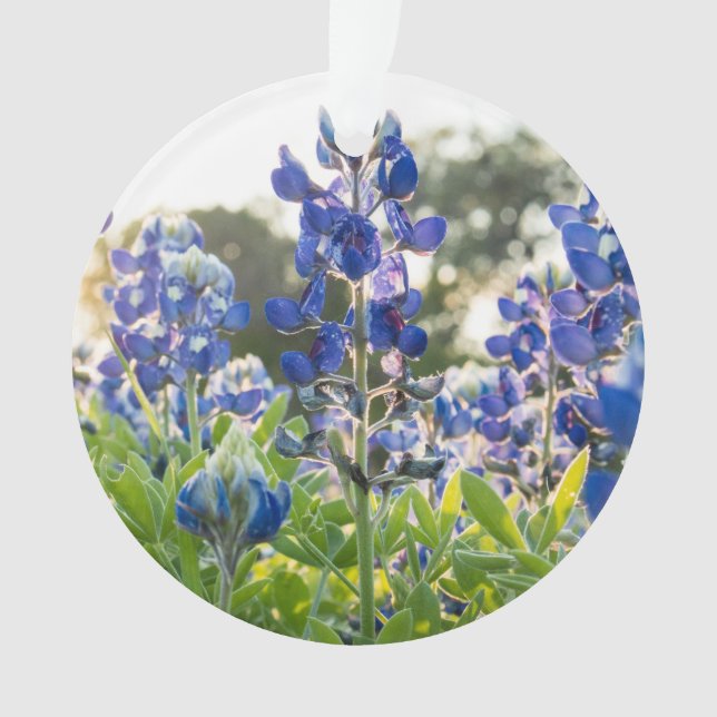 Ornamento Bluebonnets Blue Flowers Texas Texan Lupine (Frente)