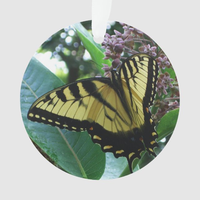 Ornamento Borboleta I de Swallowtail em Milkweed em Shenando (Frente)