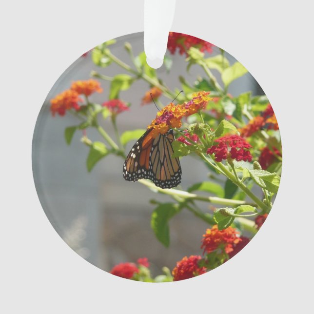 Ornamento Borboleta Monarca em Borboleta Vermelha Bush (Frente)