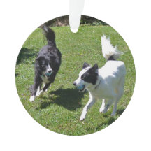 ornamento - Borda Collies Reproduzindo Bola