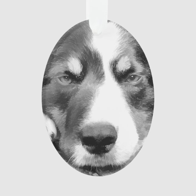 ORNAMENTO BORDER COLLIE (Frente)