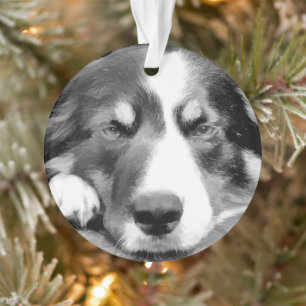 ORNAMENTO BORDER COLLIE