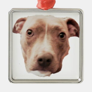ornamento BRINDLE PIT BULL