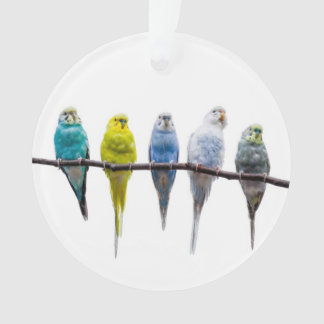 Ornamento Budgies