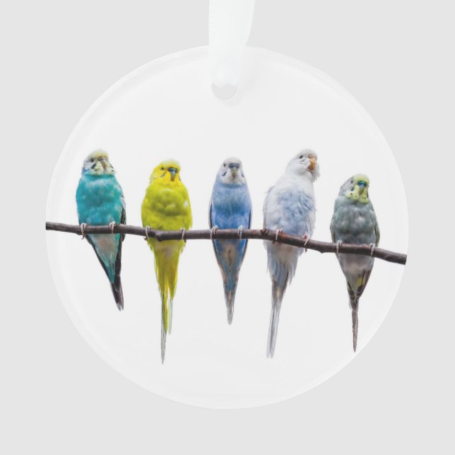 Ornamento Budgies (Frente)