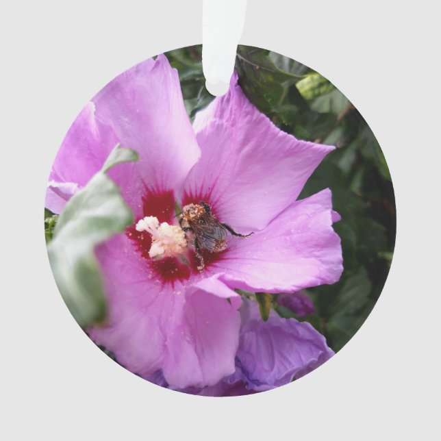 Ornamento Bumblebee na Flor de Hibiscus (Frente)