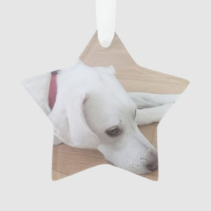 Ornamento Cachorro bonito Vestindo Estrela Vermelha no Natal