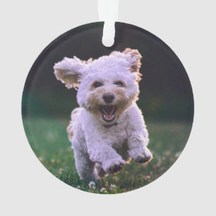 Ornamento Cachorro Branco de Poodle